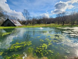 algae on pond