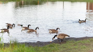 nuisance geese damaging pond shoreline