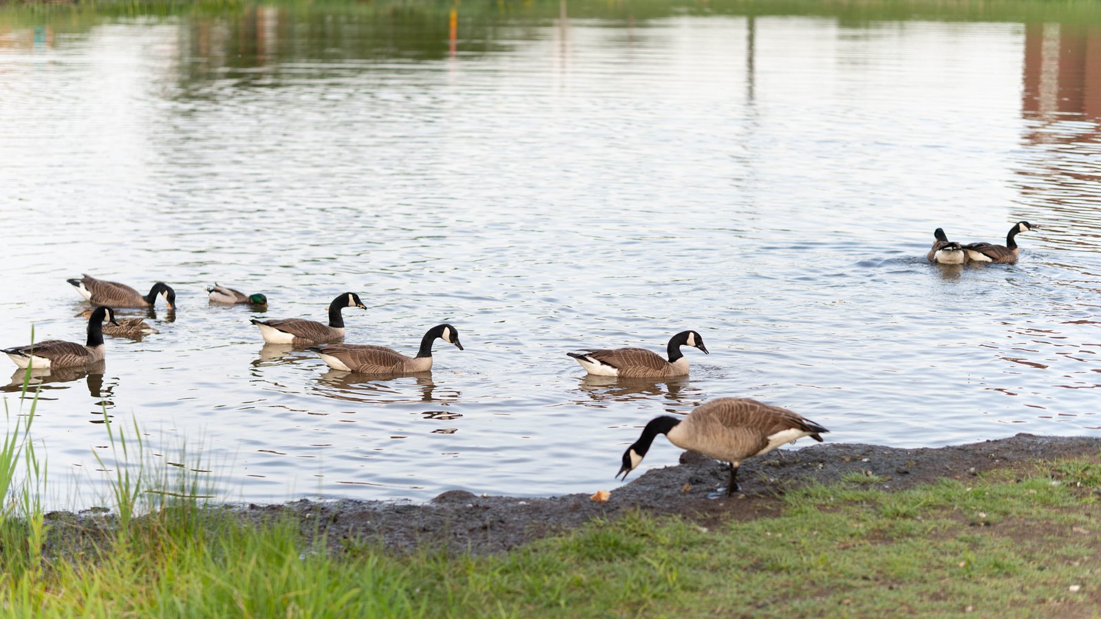 nuisance geese damaging pond shoreline