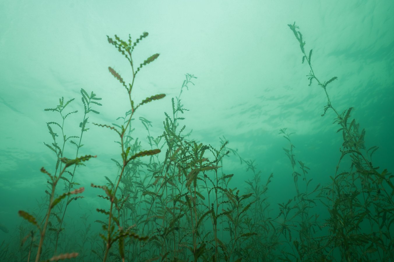 Curly-leaf pondweed