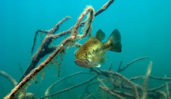 largemouth bass