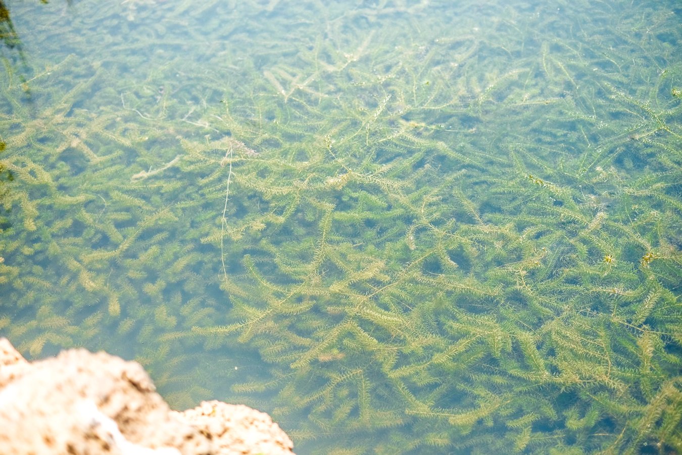 Hydrilla