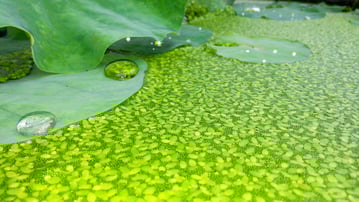 Duckweed & Watermeal