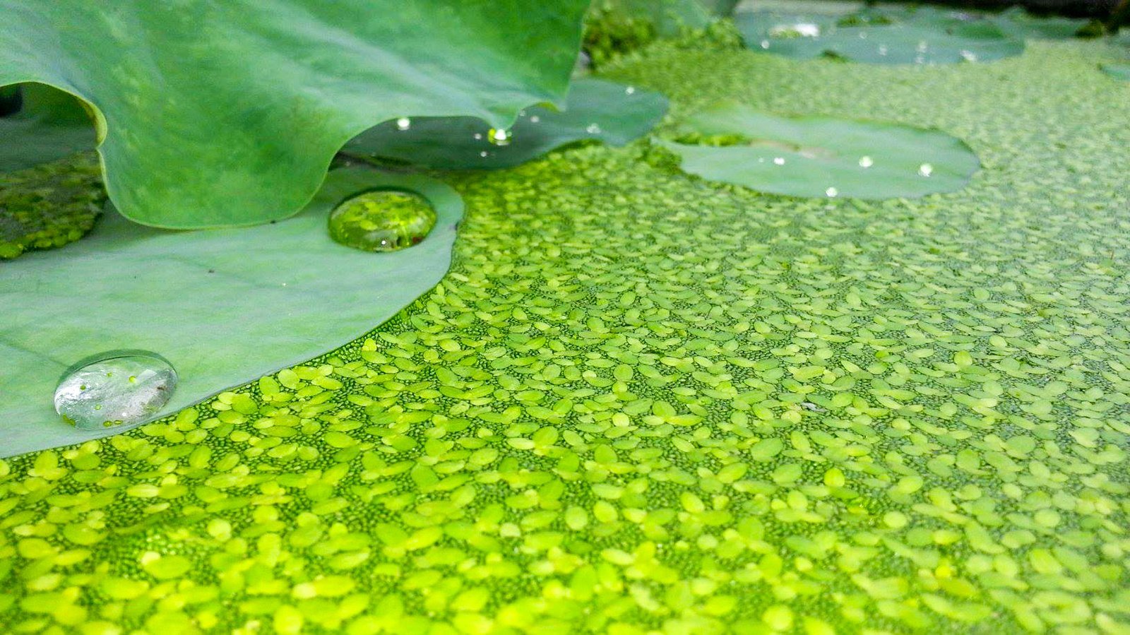 Duckweed & Watermeal