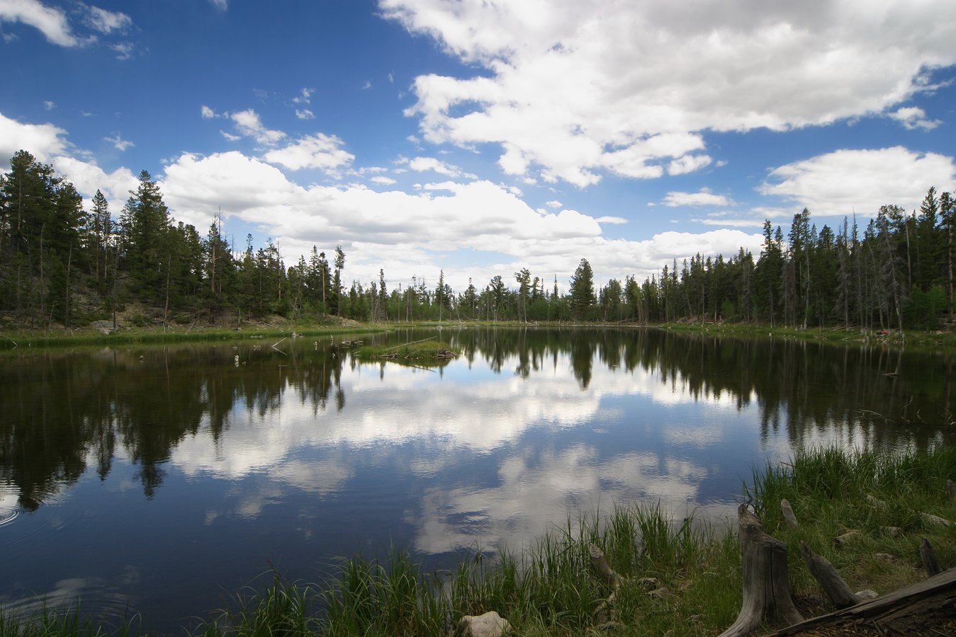 Pond surrounded by Trees