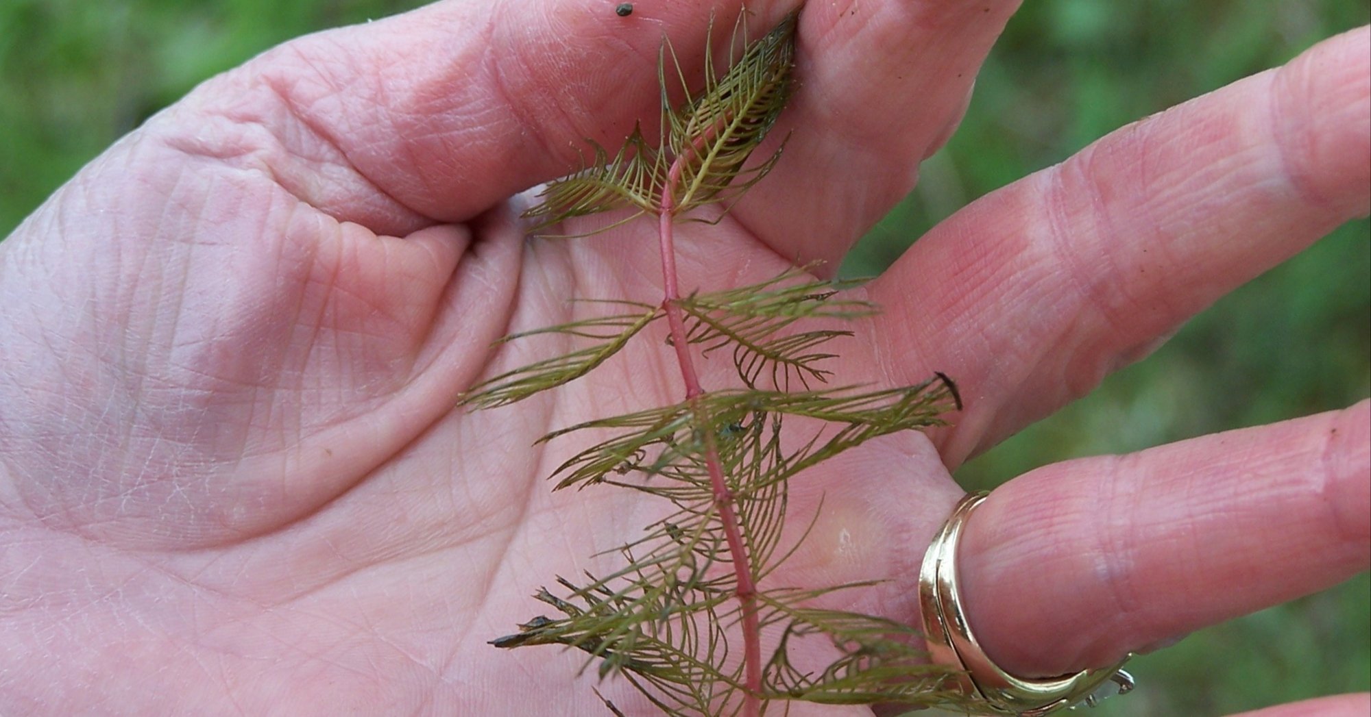 Eurasian Milfoil