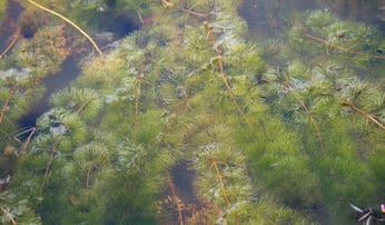 fanwort