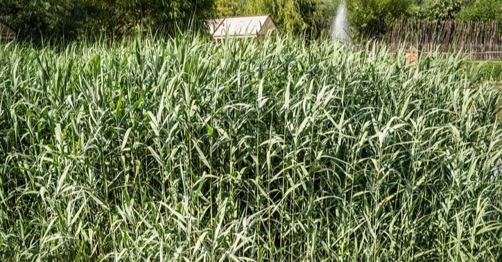 Phragmites