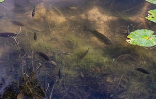 fish in pond