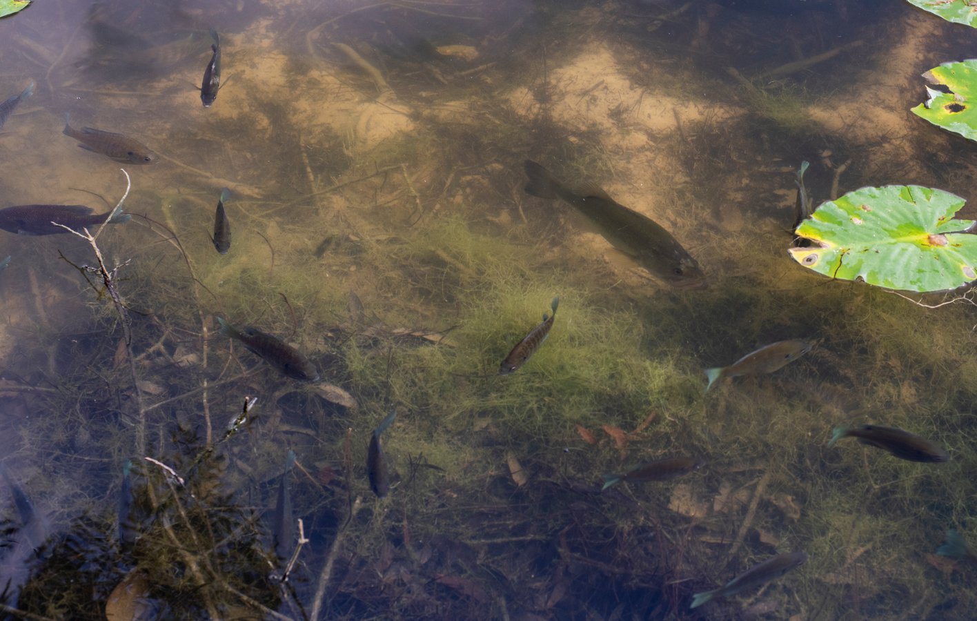 fish in pond